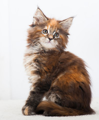 kitten on white background