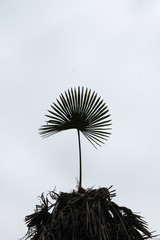  lone palm leaf macro