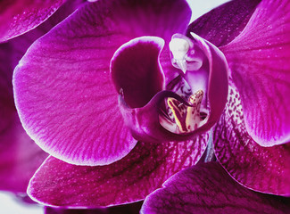 Nice flower orchidea Phalaenopsis in violet color