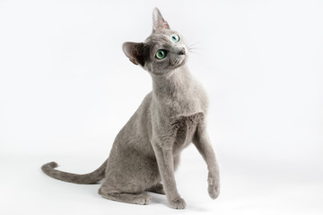 Russian blue cat on colored backgrounds