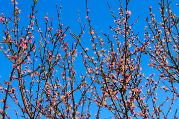  small pink flowers and small green leaves began to bloom on a quince tree in spring against a blue sky