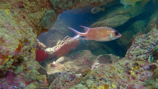 Brownstriped grunt recorded in diving in Tres Ilhas, Guarapari. Video recorded in 2020.