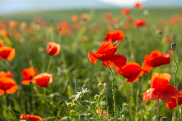 natural red poppy field summer sunny day 