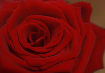 Valentine day background. rose flower décor close up. 
