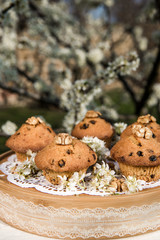 Tasty vanilla cupcakes with raisins. Homemade muffin cupcake with sugar powder. Easter sweet dessert cake. Close up view. Cupcakes in blooming trees. Outdoor shooting in garden.