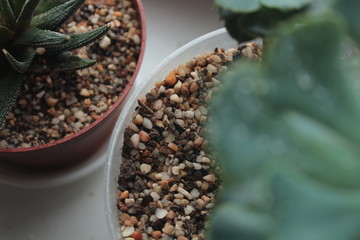 home plants and flowers. retro styling.