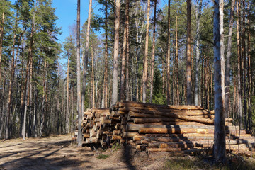 Sanitary felling of the pine forest. Freshly cut logs laid along forest road, ready for export. Sunny day in early spring, Russia