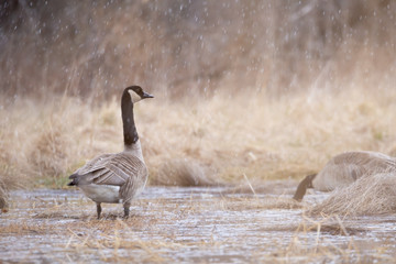 Canada geese at the swamp
