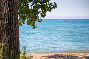 Tree and beach copy space stock photo