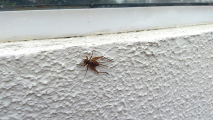 Cricket on the white wall