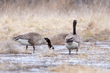 Geese feeding in the swamp