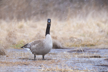 Canada goose looking right at camera
