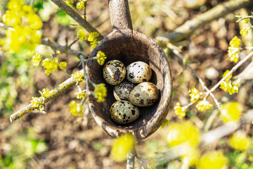 Obraz premium Natural Easter composition in early spring garden: nest in rustic wooden spoon with small quail eggs among flowering shrub twigs. Waiting for the spring holidays.