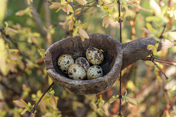 Natural Easter composition in early spring garden: nest in rustic wooden spoon with small quail eggs among flowering shrub twigs. Waiting for the spring holidays.