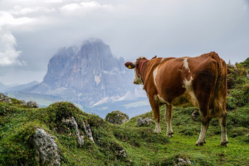 Fototapeta na wymiar Enjoying the view: Cow in the Dolomite Mountains enjoys spectacular view to distinctive Sassolungo Mountains / Mastle Alp / Puez Geisler Nature Park 