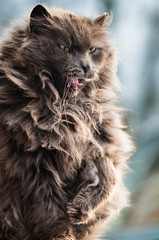 Gray shaggy unusual  cat. Bright personality. Close-up
