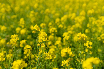 [福岡県]原鶴の菜の花畑