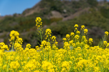[福岡県]原鶴の菜の花畑