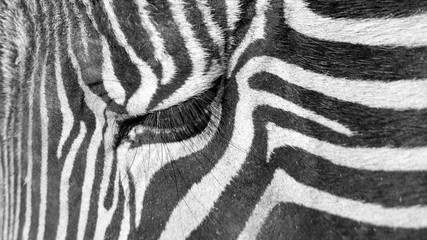 Fototapeta na wymiar Zebra Eye 