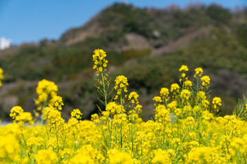 [福岡県]原鶴の菜の花畑