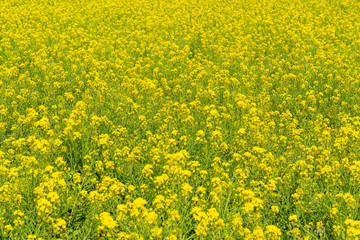 [福岡県]原鶴の菜の花畑