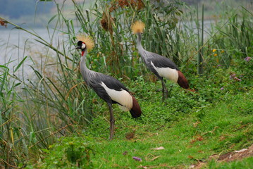 Grey crowned crane (Balearica regulorum)