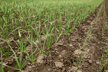 Large field with garlic