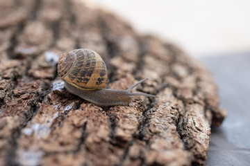 Snail escape