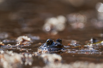 Common frog, Rana temporaria, also known as European common frog, European common brown frog, or European grass frog waiting in shallow water in spring sunny day for other frogs to make reproduction.