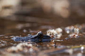 Common frog, Rana temporaria, also known as European common frog, European common brown frog, or European grass frog waiting in shallow water in spring sunny day for other frogs to make reproduction.