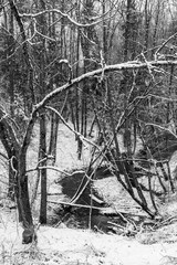 Obraz premium Winter spring fed creek waterfalls in the winter landscape