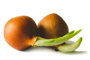 Sprouted bulbs. Image is isolated on a white background.