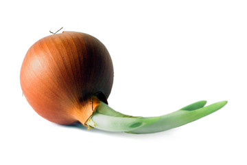Sprouted bulbs. Image is isolated on a white background.