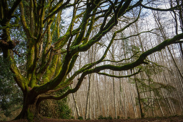 The Woods of Royal Roads