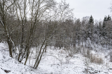 Snow lies in the meadow. Snow fell on the grass. Snow on the bushes. Winter has come. Winter landscape