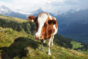 Fototapeta na wymiar A cute Swiss cow grazing in mountain meadows near the town of Grindelwald