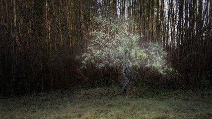 Whitty's Lagoon Lone Tree
