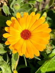 Obraz premium Primer plano de una flor naranja