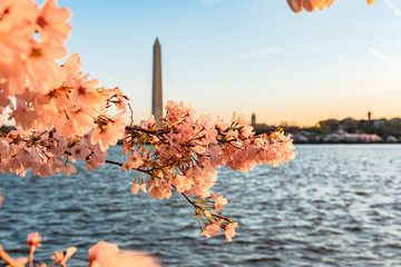 Cherry Blossom at Washington  DC 