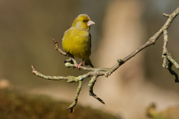Fototapeta premium Grünfink (Carduelis chloris)