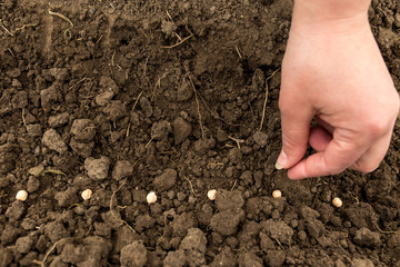 Hand sows chickpeas in the soil. Spring garden work.