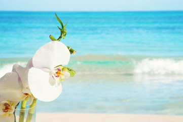 orchid on blue water background