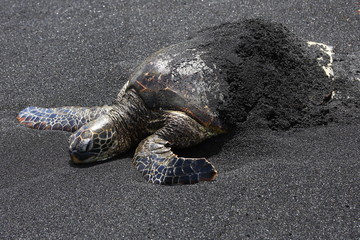 A Giant turtle sits on the rocks of black sand beach in hawaii big island, a big tourist hotspot to see sea turtles up close