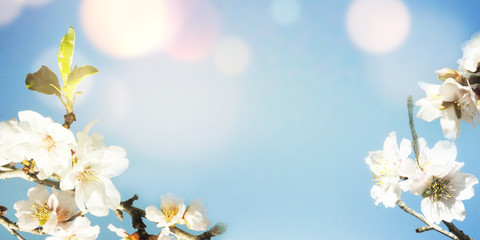 Fototapeta na wymiar Almond flowers, spring background