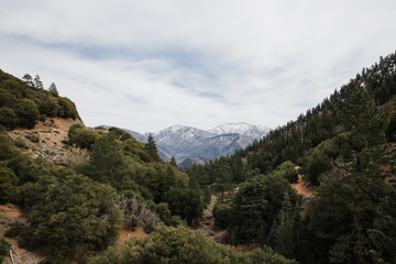 Fototapeta na wymiar view of green forest and snowy mountain peaks in Angeles National Forest, California