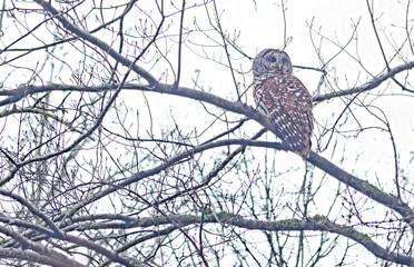 Barred Owl High Above
