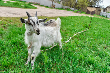 Obraz premium A young white goat grazes on green grass.