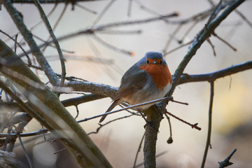 The European robin, Erithacus rubecula, known simply as the robin or robin redbreast sitting on the stick of the bush in sunny winter morning. European robin is a small insectivorous passerine bird.