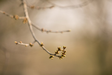 tree bud macro young tree bud early spring