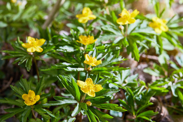 Flowers of yellow uncultivated anemone (Anemona ranuculoides)